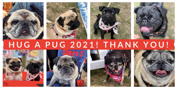 Hug A Pug NZ Wellington 2019 event